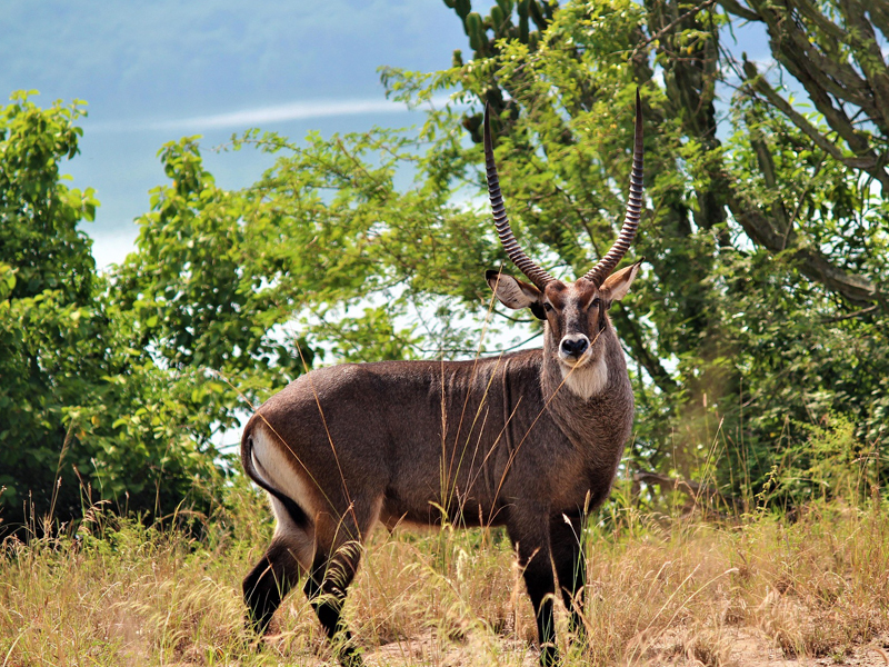 Tehillah Travels Welcome